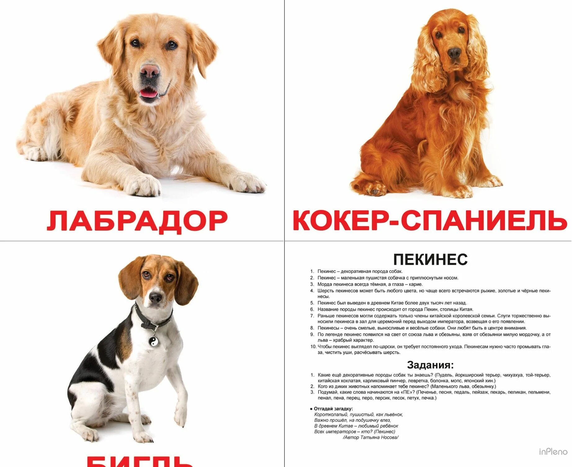 Породы собак названия. Породы собак карточки. Карточки Домана собака. Карточки с породами собак для детей. Собака карточка для детей.