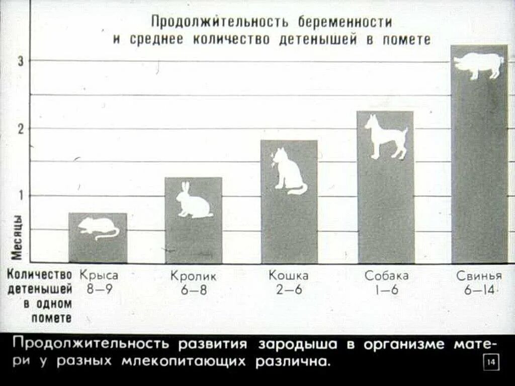 На диаграмме показано, сколько детенышей родилось. Сколько детёнышей Льва родилось в 2001 году. Сколько детёнышей родилось в 2002 году. На диаграмме показано сколько детенышей родилось у некоторых зверей. Сколько детенышей носорога родилось в 2001 году