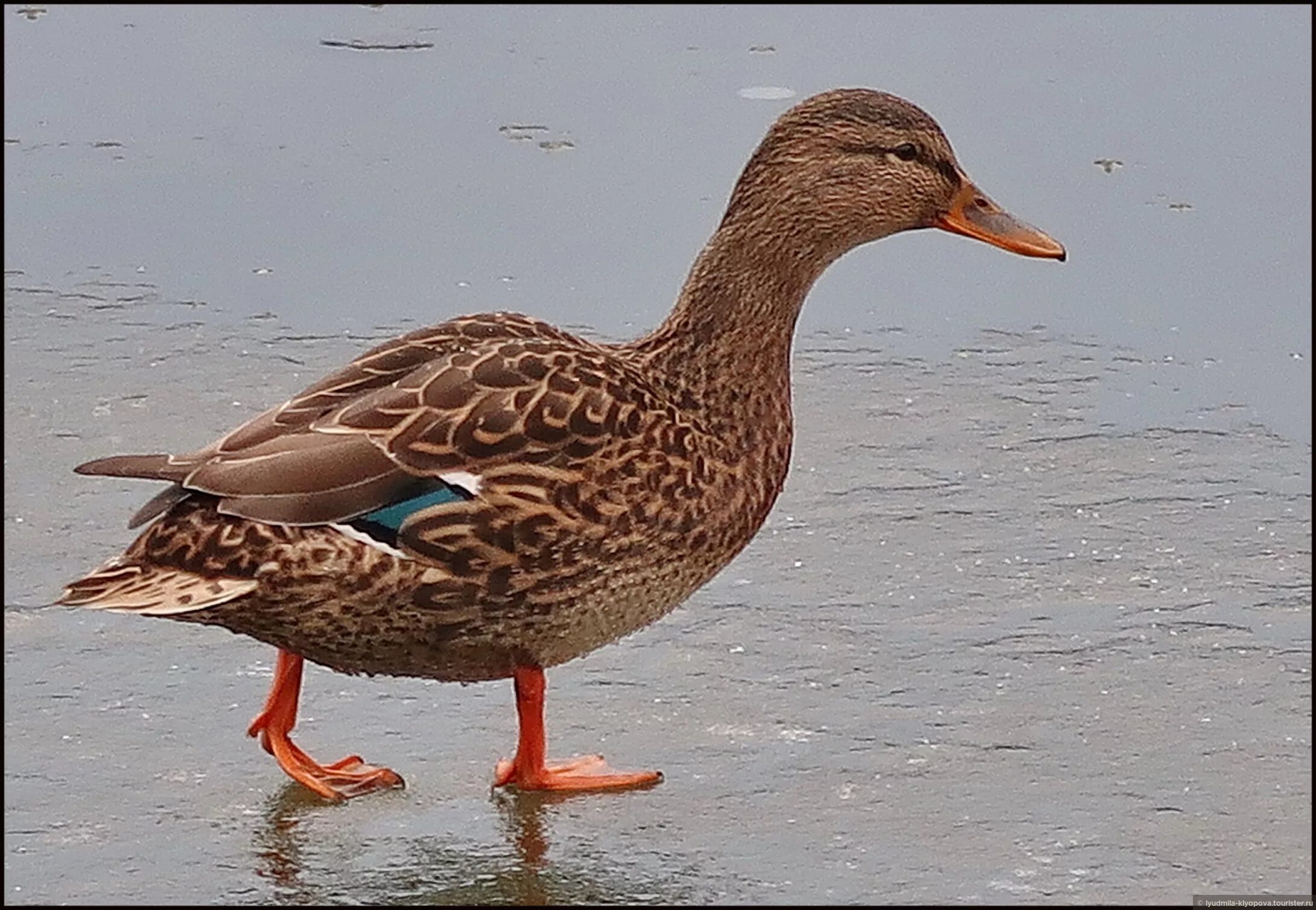 Утка селезень утята. Хожу как утка. Хожу как утка. Смешные уточки. Уточка гифка.
