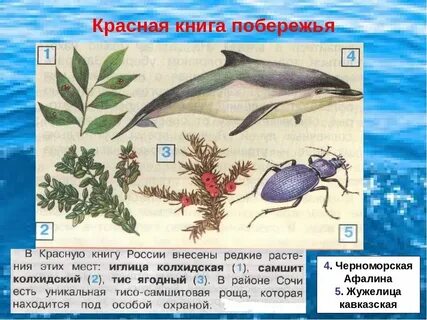 Растительный и животный мир черноморского побережья