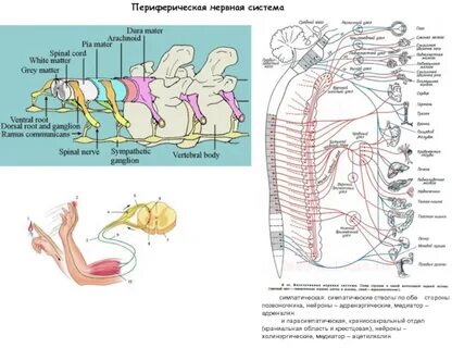 Периферическая система животных