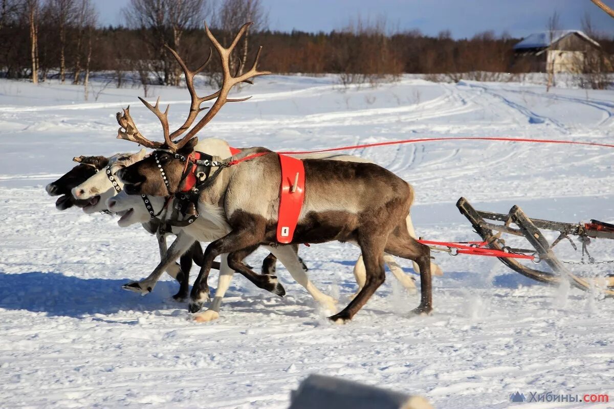 шест нарты 5. нганасаны нарты. олени ненцы нарты. северный олень и человек. шест каюра.