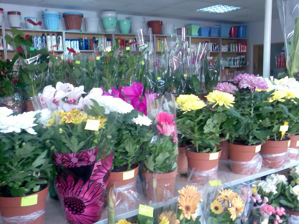 комнатные растения воронеж. хлорофитум вертикальное озеленение. авито цветы комнатные. подставка для тилландсии. цветы в квартире.