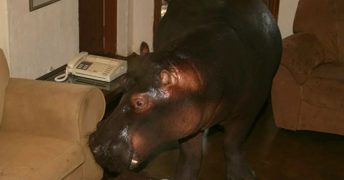 Нильский бегемот. Бегемот тревор хендерсон. Критский карликовый бегемот. Анатомия бегемота. Презентация на тему бегемот.