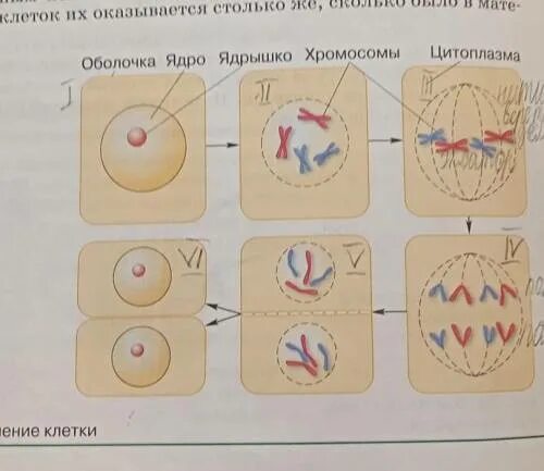 Деление клетки по этапам. Деление клетки 5 класс Инфоурок. Напишите этапы деления клетки по номером 7 и 6. Мейлз все этапы. 6 фаз деления клетки