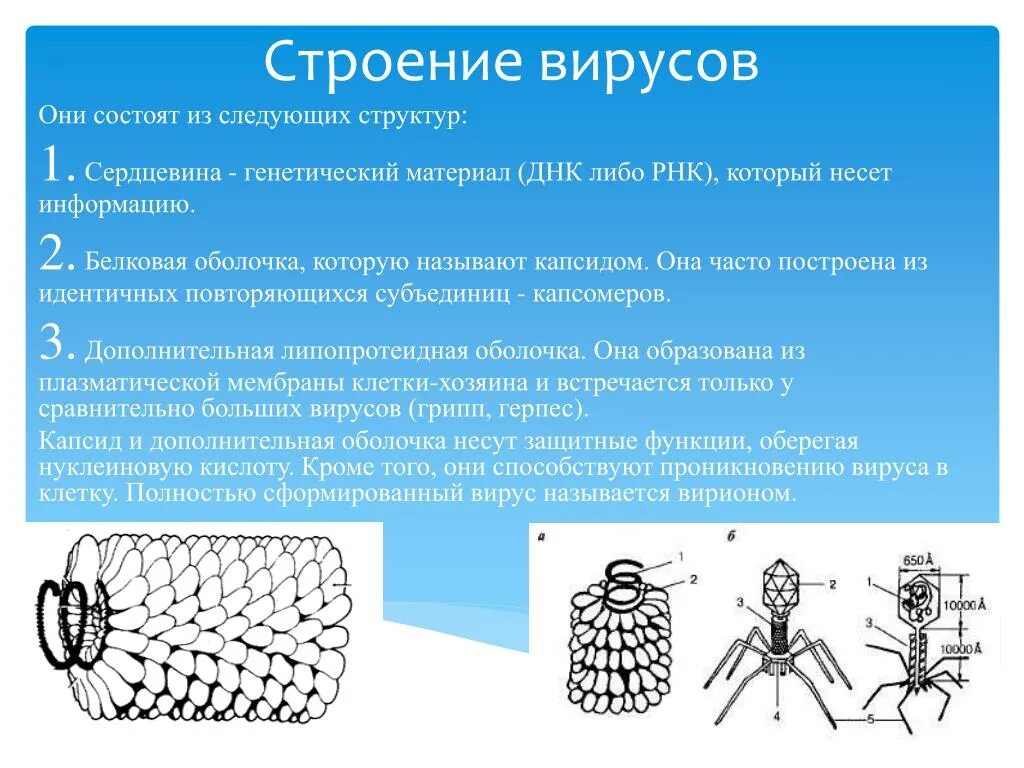 Белковый капсид. Капсид белковая оболочка вируса. Строение вируса. Вирусы и их строение. Строение вируса белковая оболочка.