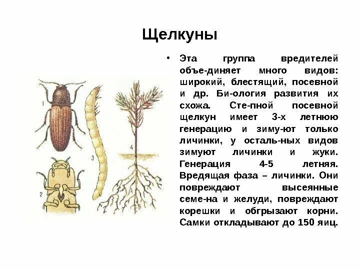 Для жука характерно развитие. Жук Щелкун описание. Куколка жука щелкуна. Проволочник стадии развития. Личинка проволочника стадии развития.