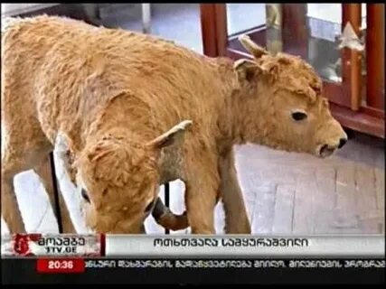 Двуглавый теленок в грузии