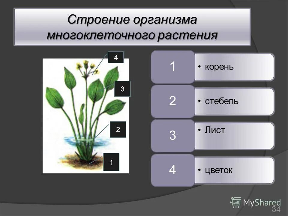 значение многоклеточных животных. растения одноклеточные и многоклеточные 6 класс биология. только у многоклеточных растений. многоклеточные водоросли фукус. одноклеточные и многоклеточные организмы.
