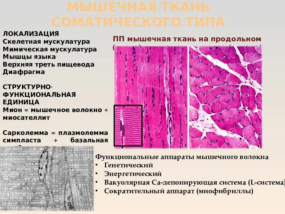 Поперечнополосатая скелетная мышечная ткань функция. Тип ткани поперечно полосатой мышечной ткани. Исчерченная мышечная ткань соматического типа. Поперечно исчерченная Скелетная мышечная ткань. Скелетная мышечная ткань гистология.