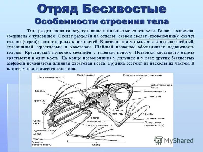 Скелет головы особенности строения