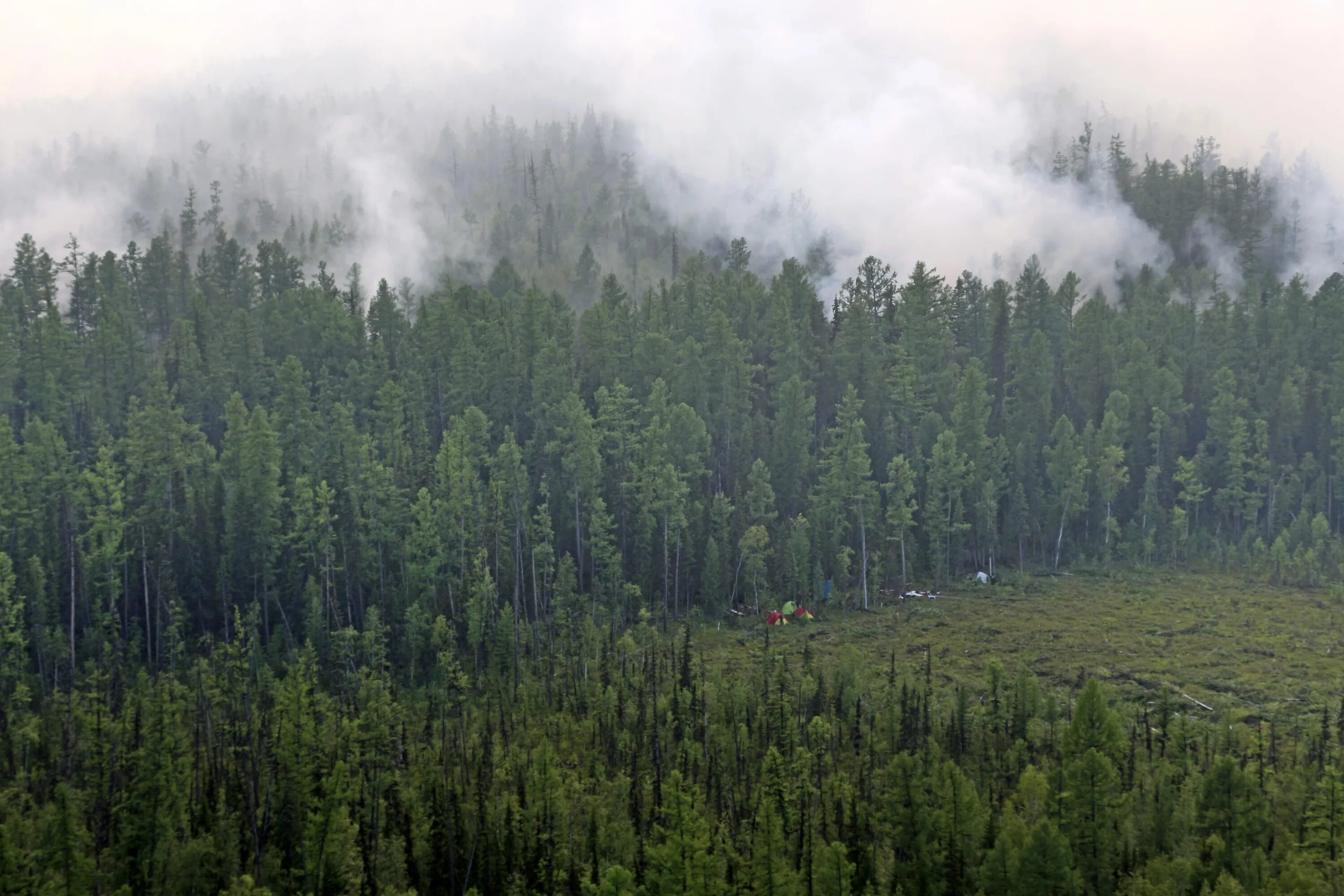 Ель сибирская picea obovata. Лес тайга. Siberian forest. Siberian forest. Siberian forest.