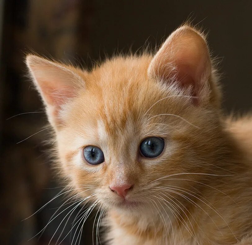 рыжих котиков как назвать. клички для маленьких кошечек. рыжий котёнок. мейн кун котенок. сибирский гладкошерстный рыжий кот.