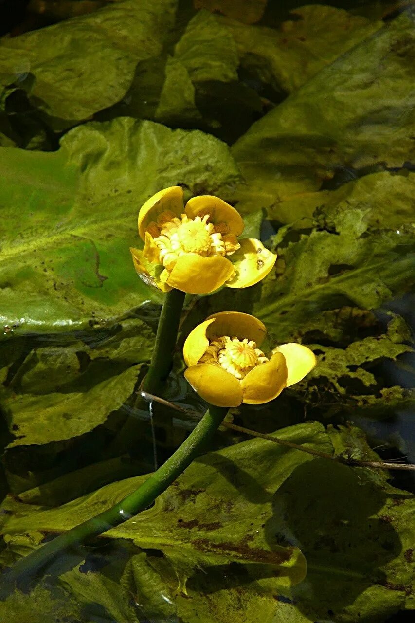 Кубышка (Nuphar). Кубышка жёлтая. Кувшинка кубышка. Кубышка желтая (Nuphar lutea). Кубышка растет