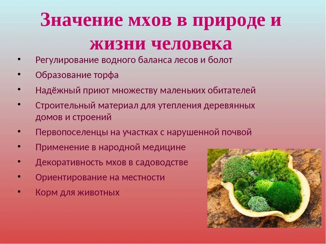 Значение растений водорослей. Значение мхов. Значение мхов в природе. Значение мхов в природе и жизни человека. Роль мхов в природе.