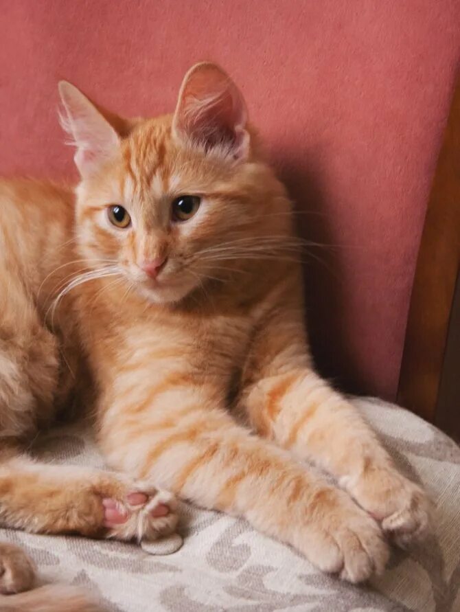 Рыжие породистые коты. Сибирский гладкошерстный рыжий кот. Сибирская кошка рыжая короткошерстная. Европейская короткошерстная табби рыжий. Азиатская табби кошка рыжая.