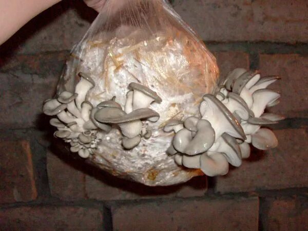 вешенки в горшочке