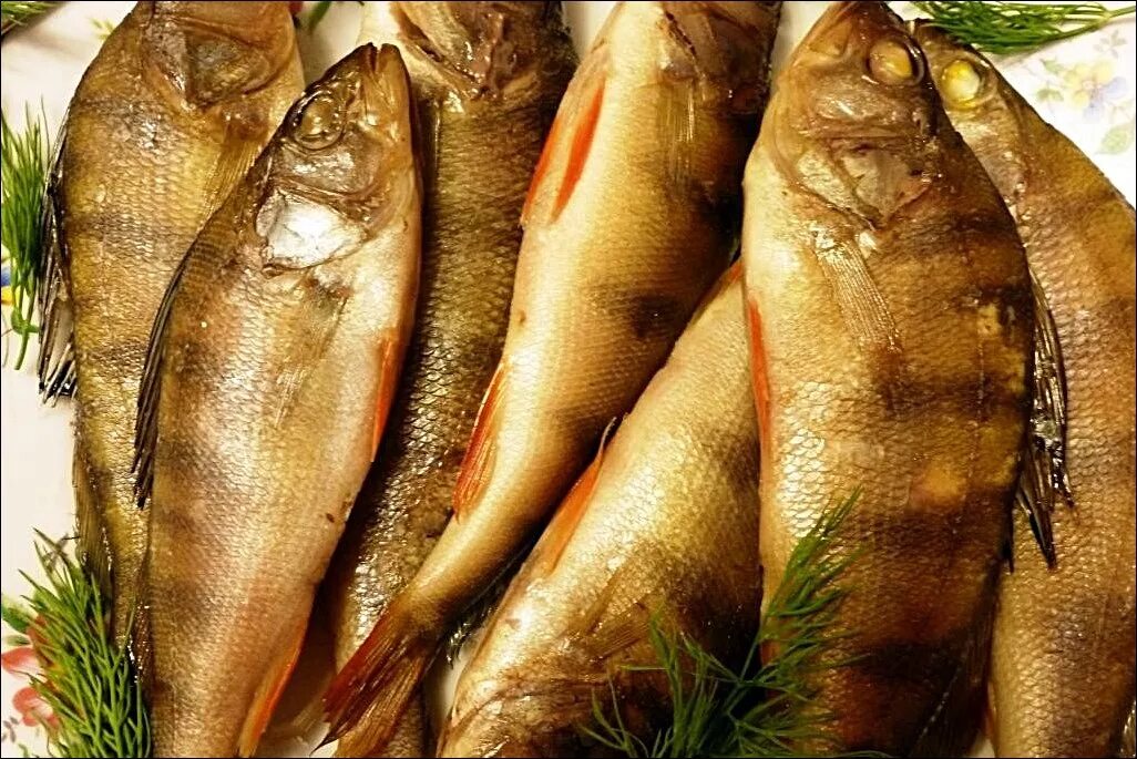 Какую рыбу используют для копчения. Окунь речной горячего копчения. окунь речной холодного копчения. морской окунь горячего копчения. берш рыба горячего копчения.
