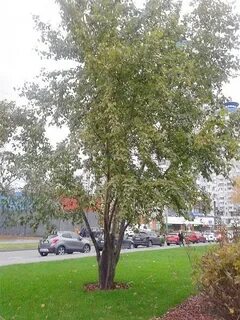 Осиное 5