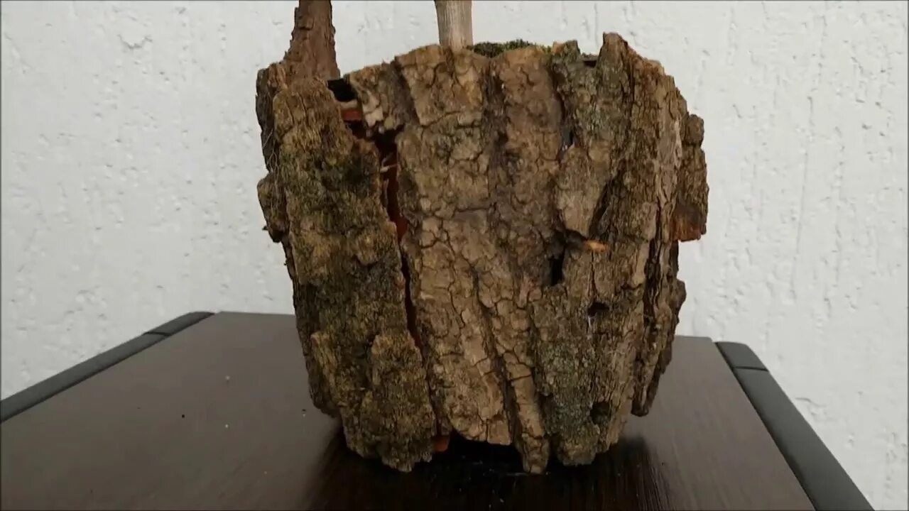 Из коры которых в. Кашпо из коры. горшки из коры дерева. цветочные горшки из коры.