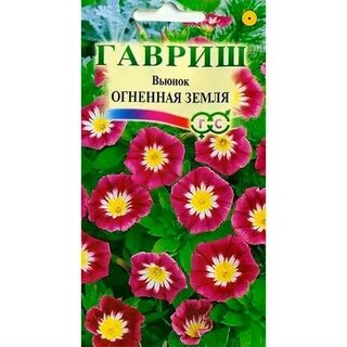 Вьюнок трехцветный семена
