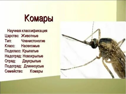 Таксоны малярийного комара систематические