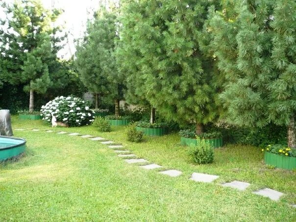 Сосны на даче фото