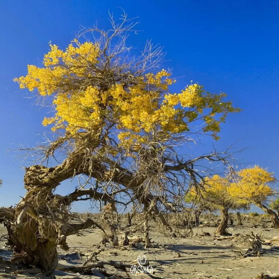 Саксаул черный haloxylon aphyllum. Саксаул растение пустыни. Саксаул белый. Саксаул дерево пустыни. Саксаул в туркмении.
