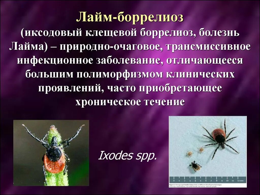 Иксодовые клещи заболевание. Боррелиоз инфекция клещевая. Иксодовый клещевой боррелиоз профилактика. Профилактика иксодового клещевого боррелиоза. Клещевой боррелиоз пути заражения.