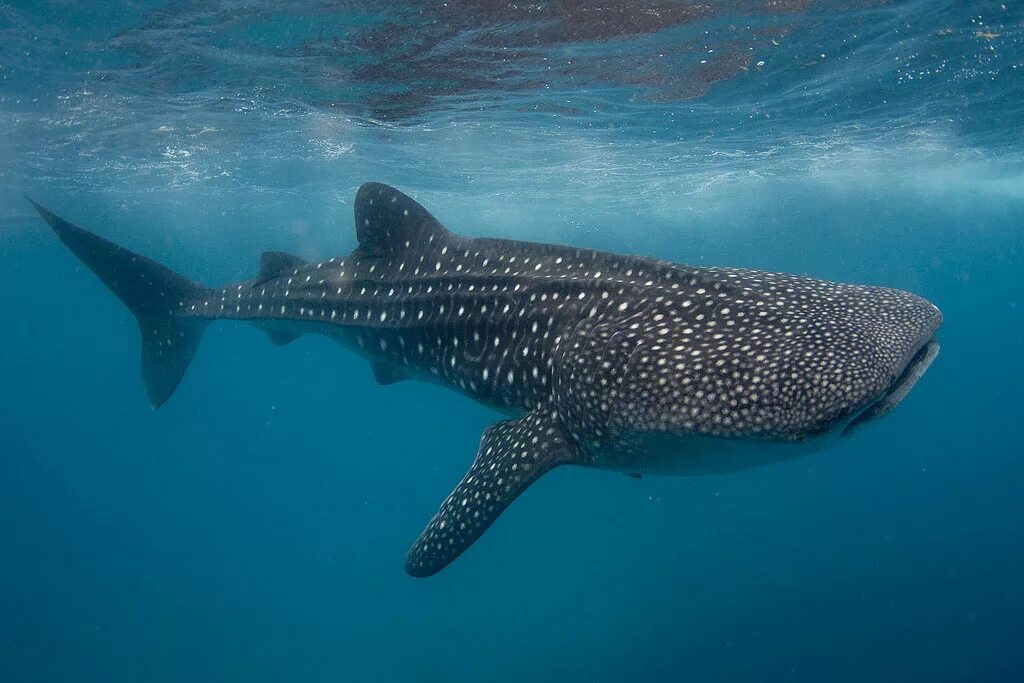 Сама большая акула. Китовая акула. Rhincodon typus акула. Гигантская китовая акула. Китовая акула фото.