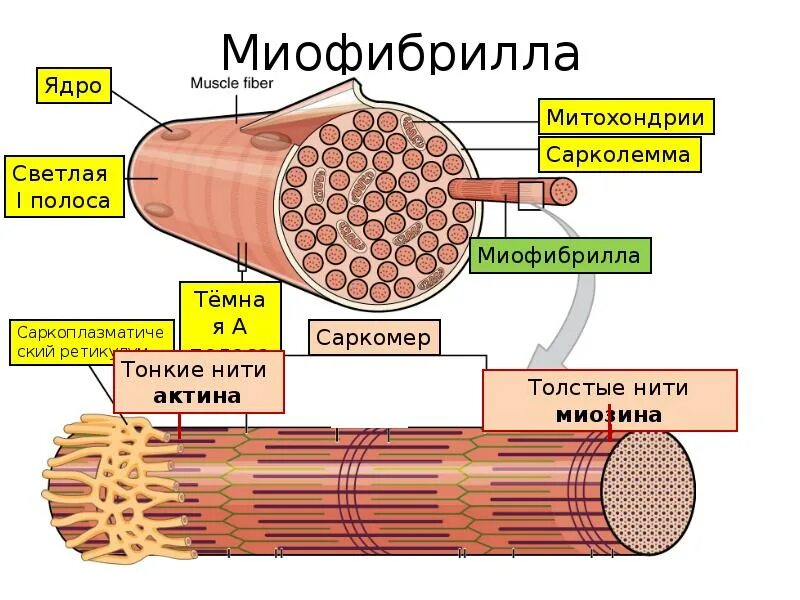 Сократительной единицей миофибриллы является. Строение миофибриллы мышечного волокна. мион мышечное волокно миофибриллы. строение миофибриллы. миофибриллы состоят из.