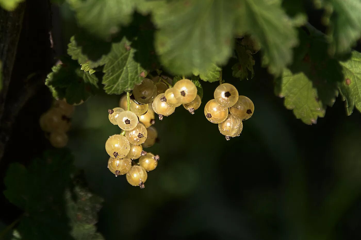 Описание сортов белой смородины. Смородина белая (ribes niveum). Смородина белая Версальская куст. Смородина белая (ribes niveum `Версальская`). Смородина сорт Версальская белая.