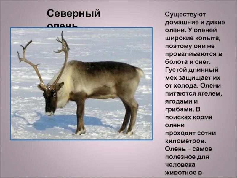 Северный олень тундры сообщение 4. Дикий северный олень питается ягелем. чем питается северный олень. пища северного оленя. что едят северные олени в тундре.