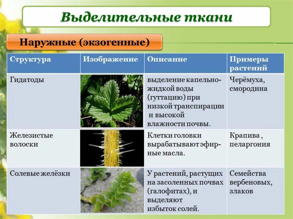 У каких растений появились ткани. Ткани растений строение выделительной ткани таблица. Выделительная ткань растений функции. Выделительные ткани внутренней секреции растений. Выделительные ткани растений секреции.