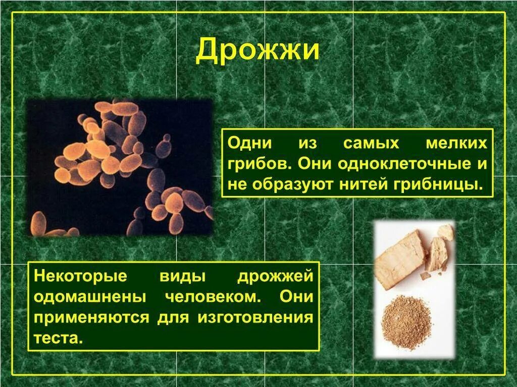 Группа грибов дрожжи. Дрожжи одноклеточные грибы. Дрожжи грибы названия. Название дрожжевых грибов. Почему некоторые одноклеточные грибы называют патогенными