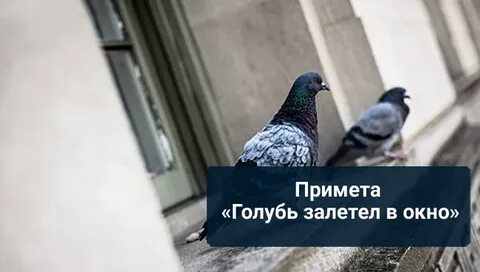 Во сне голуби залетели в окно
