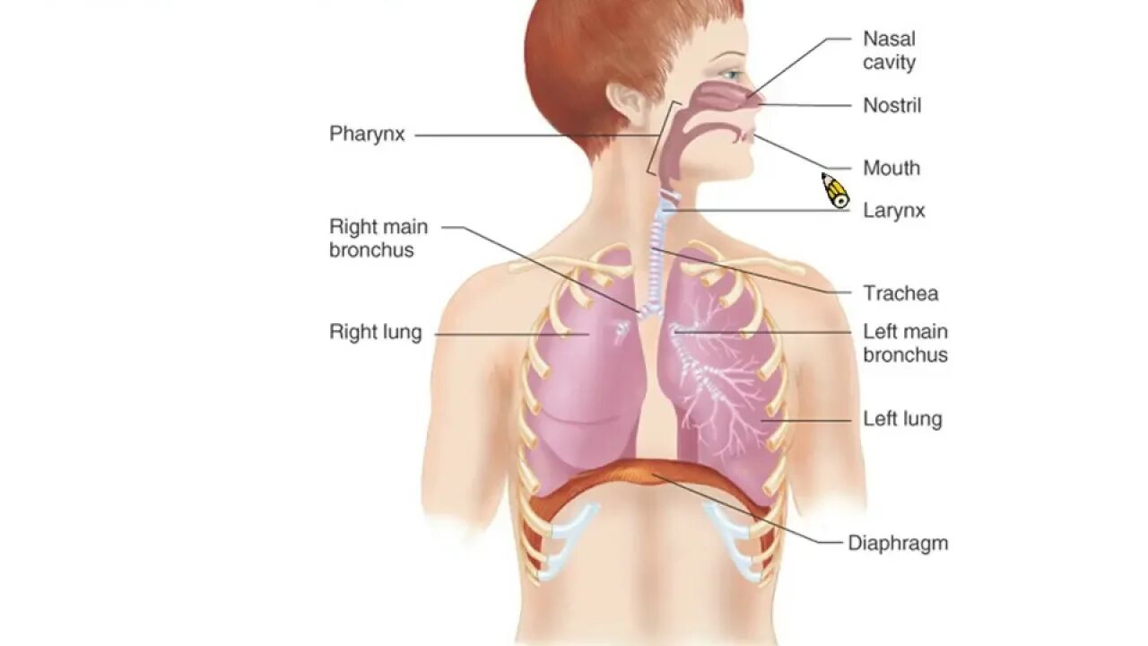 Как называется процесс дыхания человека. Внешнее дыхание. Внешнее дыхание человека. Дыхательная система человека. Система органов внешнего дыхания.