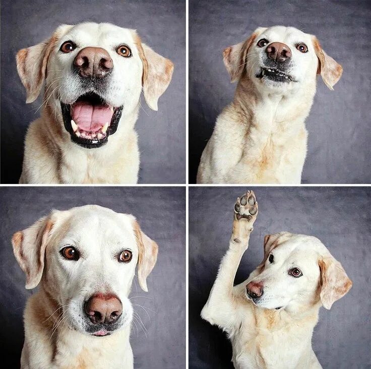 Awesome Treat-Catching Dog Photos You’re Gonna Love! Dog photos, Dogs, Dog life