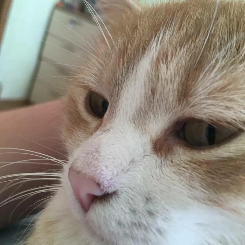 Кошачий носик. У кота черные болячки на носу. Почему у кота черный нос. Почему у кота черный нос. Почему у кота черный нос.