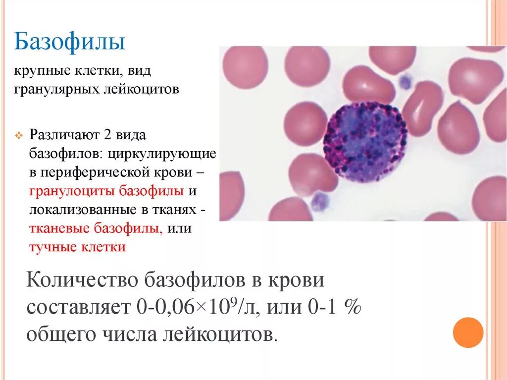 Базофилы в крови 1. Мембранный фенотип базофилов. Число клеток в 1 мм3 крови базофилы. Тучные клетки (тканевые базофилы). Лейкоцитарная формула базофилы.