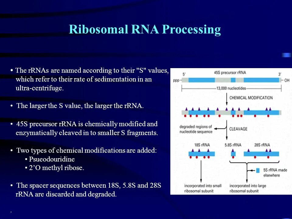 Ribosomal RNA. RNA processing. Small subunit Ribosomal RNA.