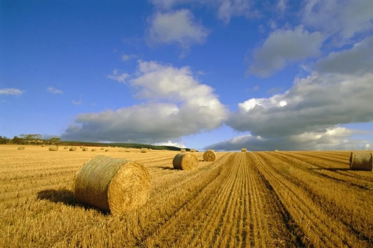 Сельскохозяйственные земли. Пахотные поля белоруссия. Земли сельскохозяйственного назначения. Сельскохозяйственные угодья. Земли сельскохозяйственного назначения угодья.