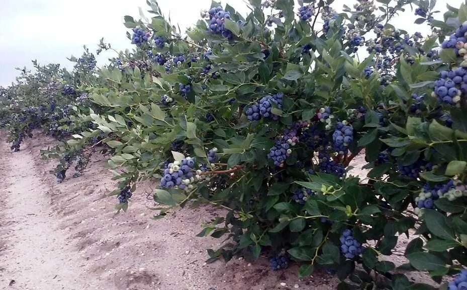 Голубика садовая выращивание и уход в средней. Голубика Садовая куст. Голубика высокорослая джерси. Голубика высокорослая Торо. Голубика высокорослая куст.