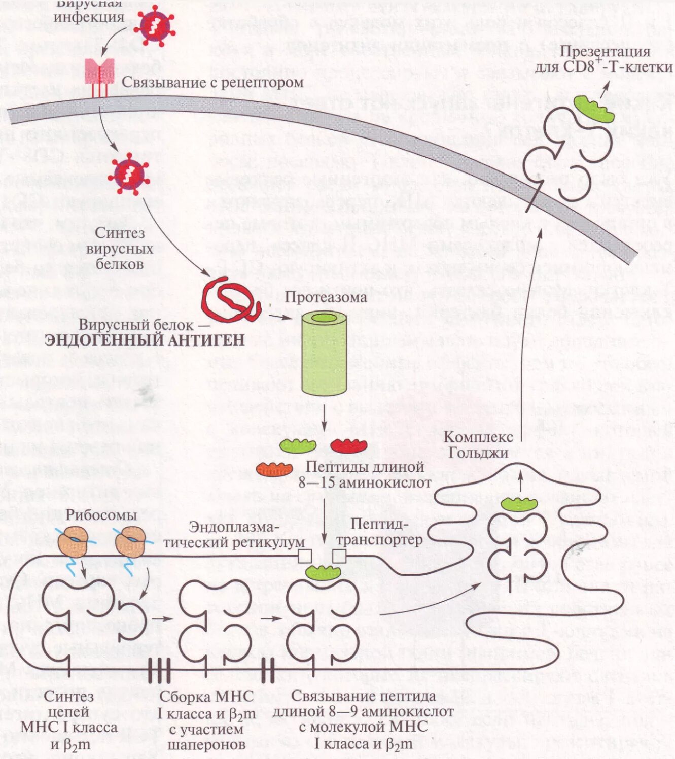 Экзогенные антигены. Процессинг экзогенных антигенов схема. Механизм процессинга антигена схема. Процессинг антигена МНС 2. Процессинг антигена для МНС 1.