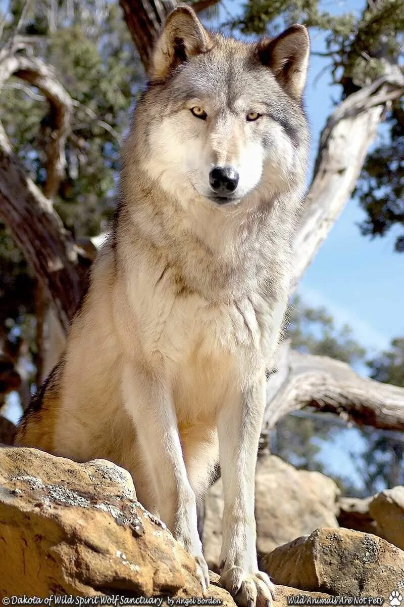 Волк в домашних условиях. Домашний волк. Домашние животные волк. Домашняя волчица. Волк серый.