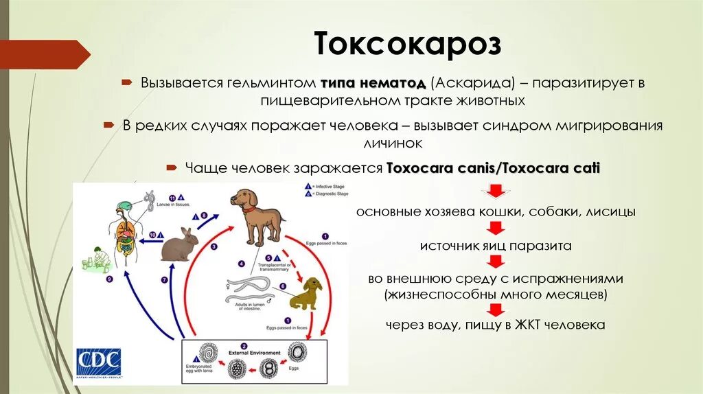 Какой вред могут причинить взрослые аскариды человеку. Токсокара инвазионная стадия. Цикл развития токсокары. Токсокара собачья жизненный цикл. Токсокара жизненный цикл схема.