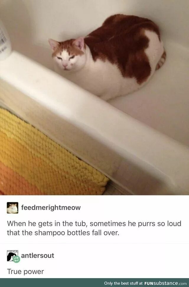 Упавший кот мем