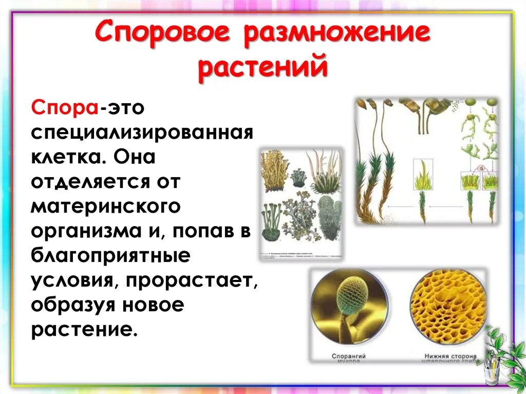 Размножение высших споровых растений таблица. Схема размножения споровых растений. Размножения споровых растений 6 класс вегетативное. Размножение спрововых растений. Спора специализированная клетка