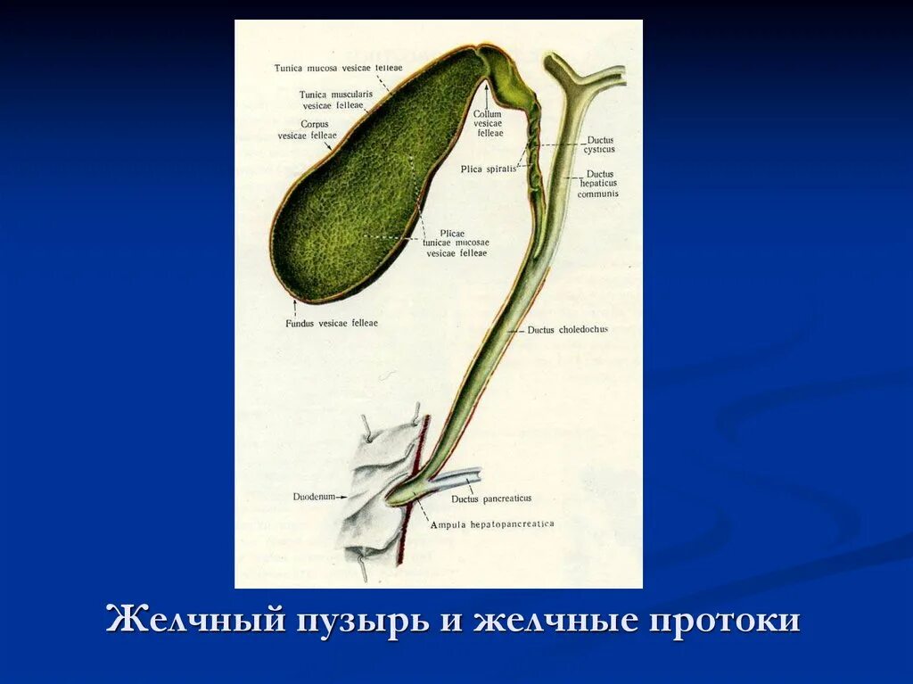 Расширенный желчный пузырь. Холедох желчного пузыря что это. Желчные протоки холедох. Желчный пузырь и желчные протоки анатомия. Строение желчного пузыря и протоков.