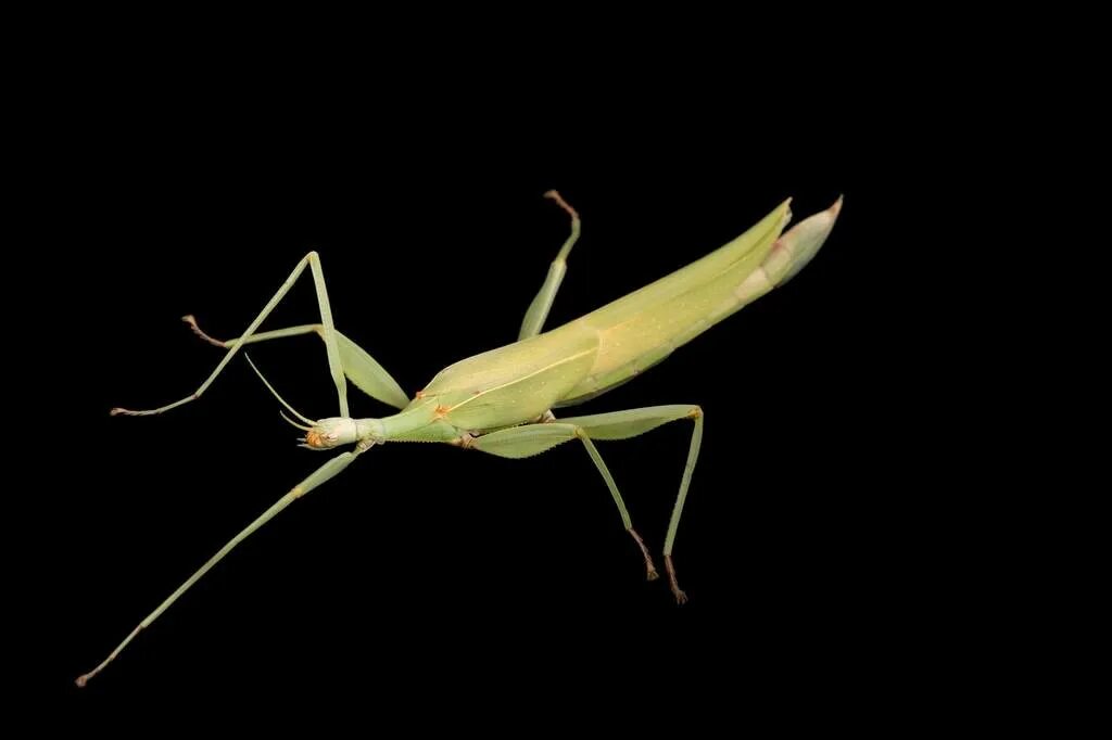 Сын богомола. Самка богомола насекомое. Сын богомола. Сын богомола. Ischnomantis gigas богомол.